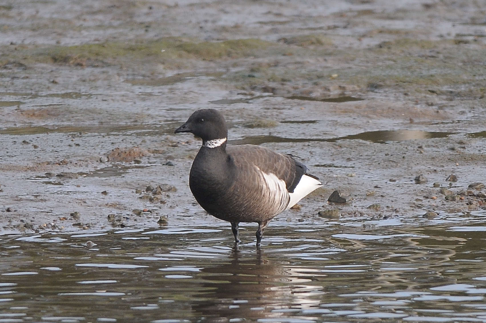 Pacifische rotgans