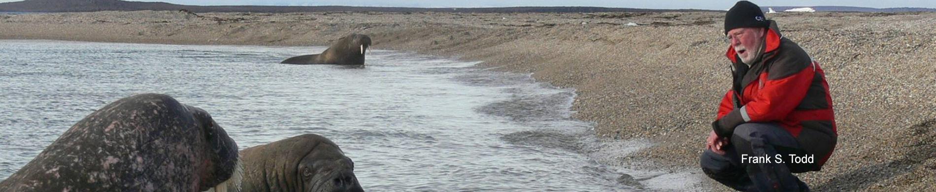 Arctica expeditie met Frank Todd en walrussen