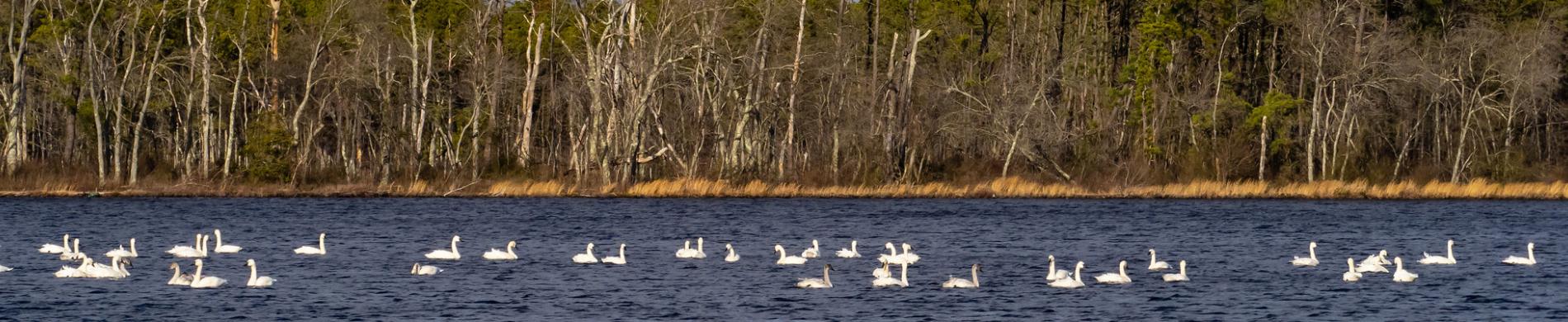 Fluitzwanen in New Jersey pine barrens USA