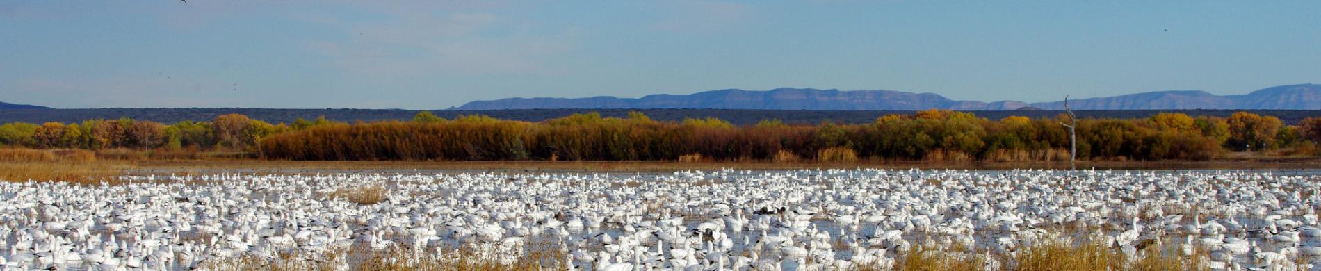 Ross' ganzen in New Mexico