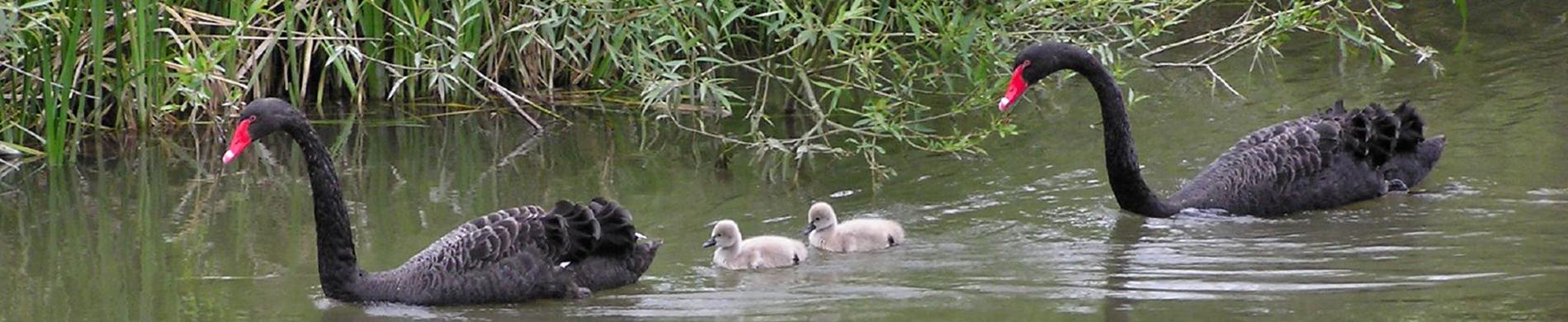 Zwarte zwanen met jongen