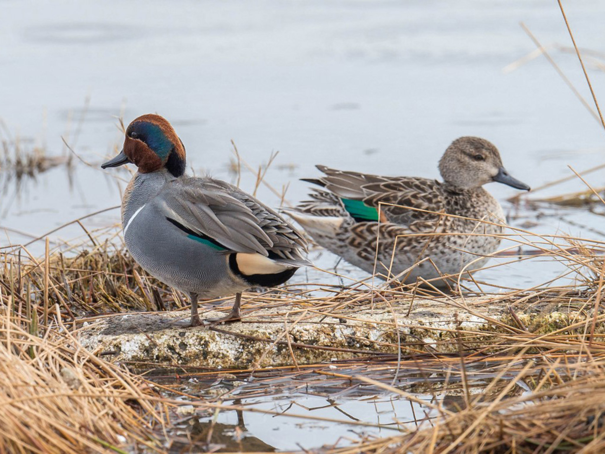 Amerikaanse wintertaling