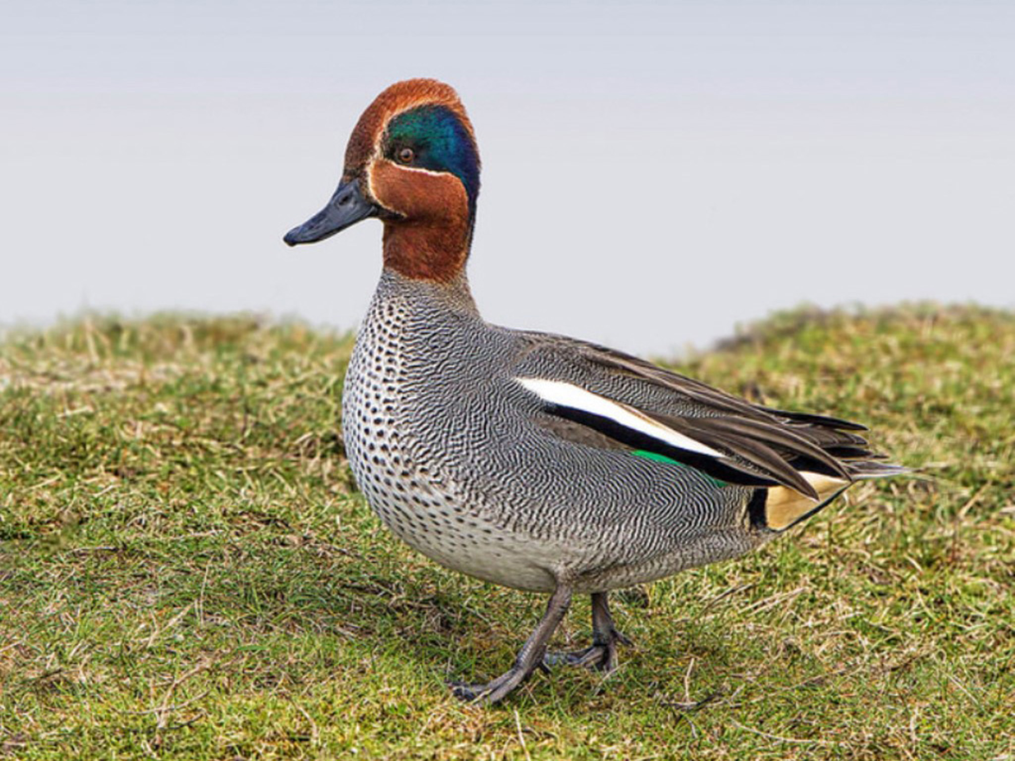 Europese wintertaling - man