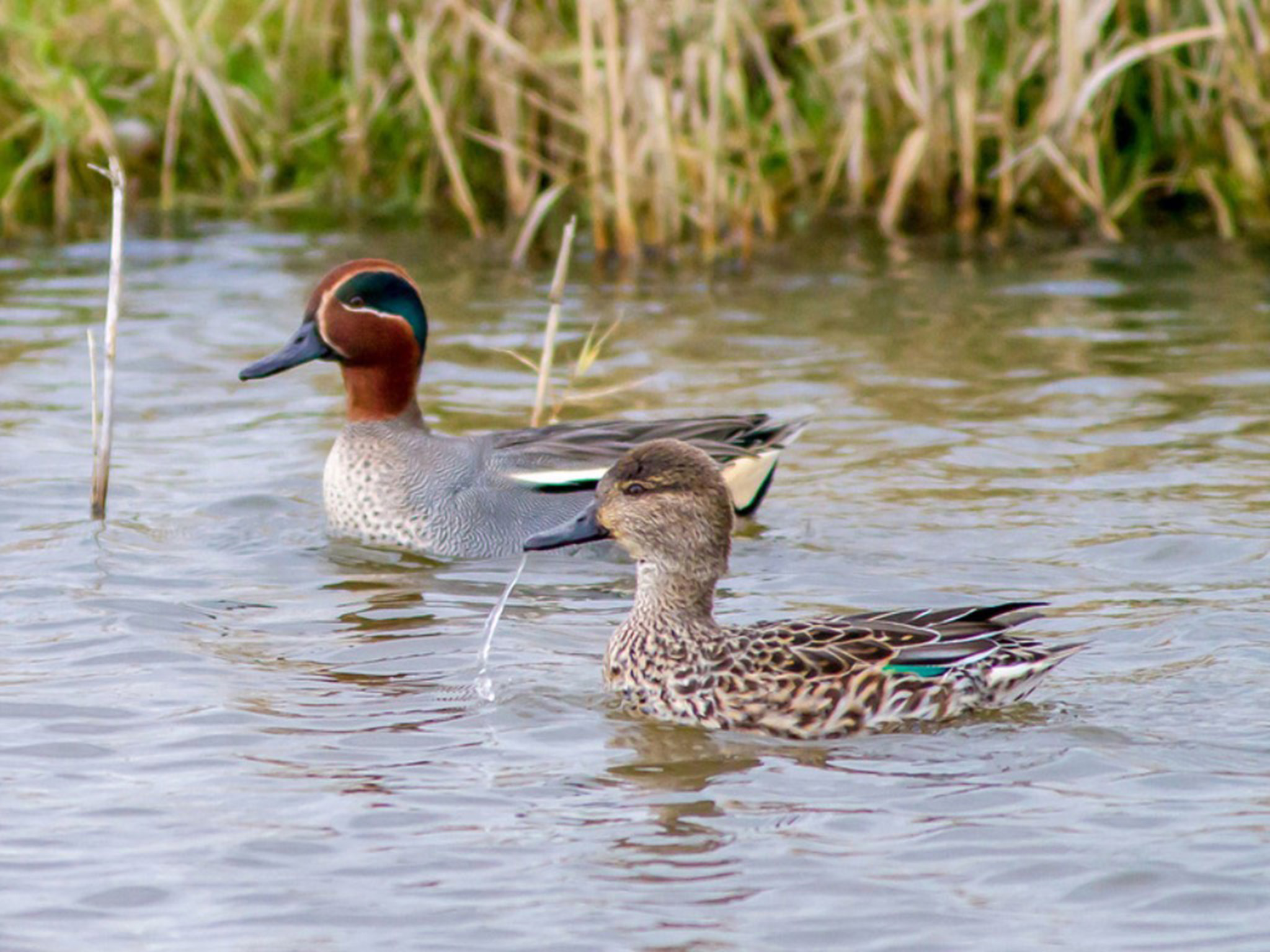 Europese wintertaling