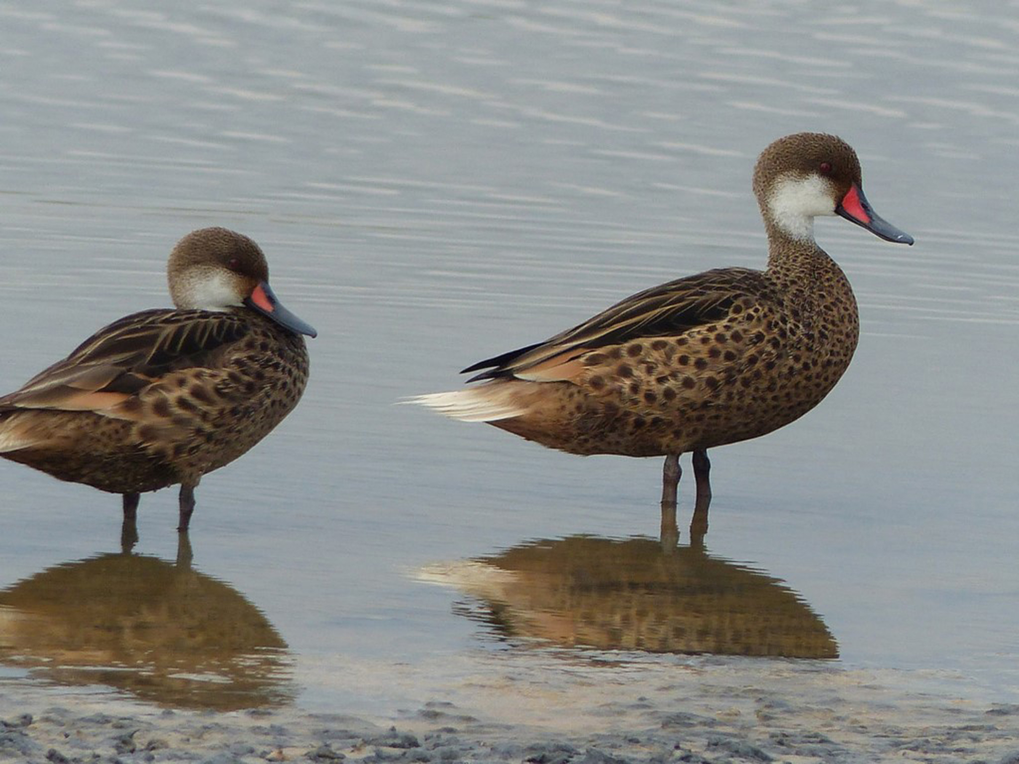 Galapagos pijlstaart