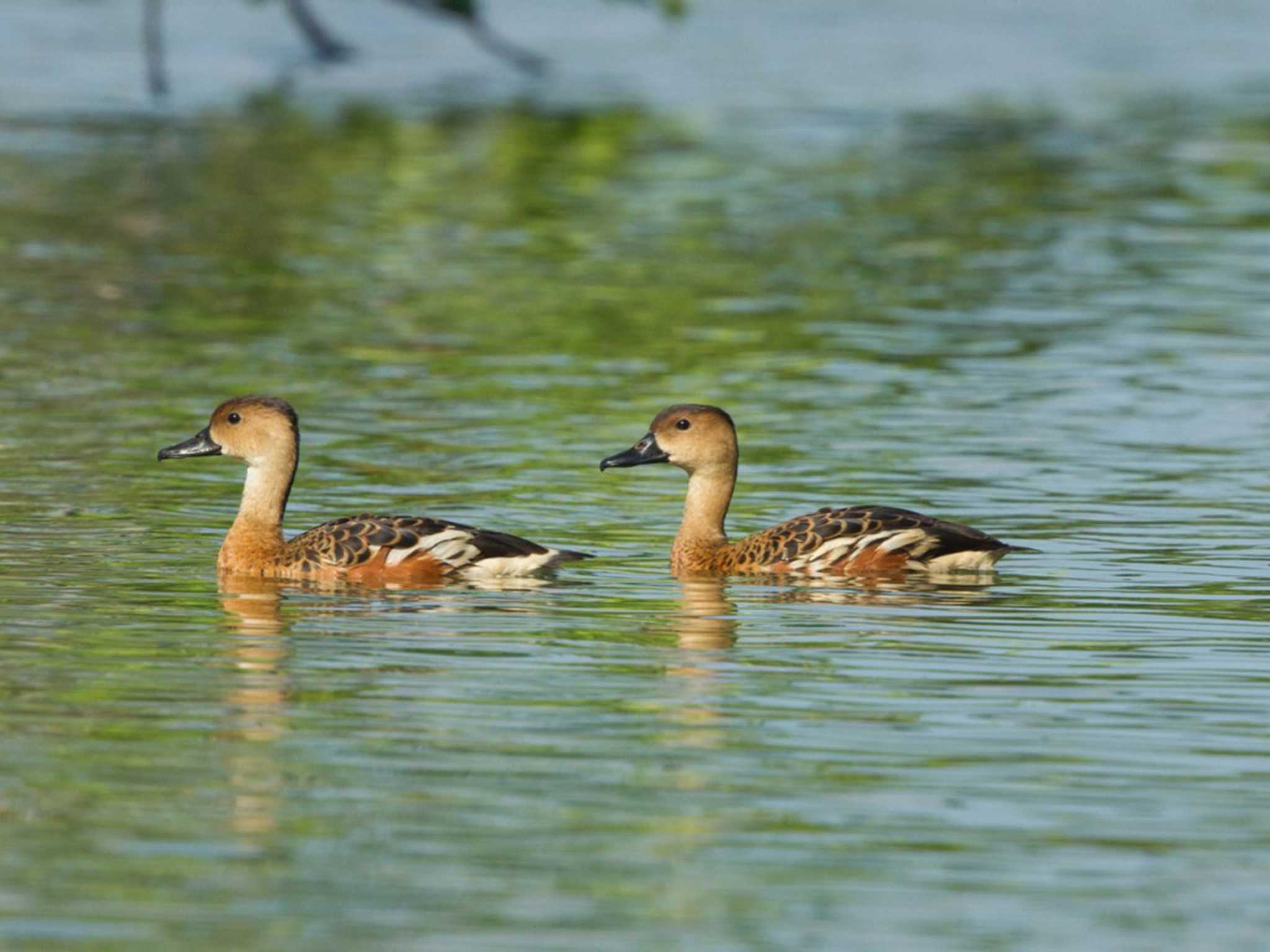 Oost-Indische Wandering boomeend