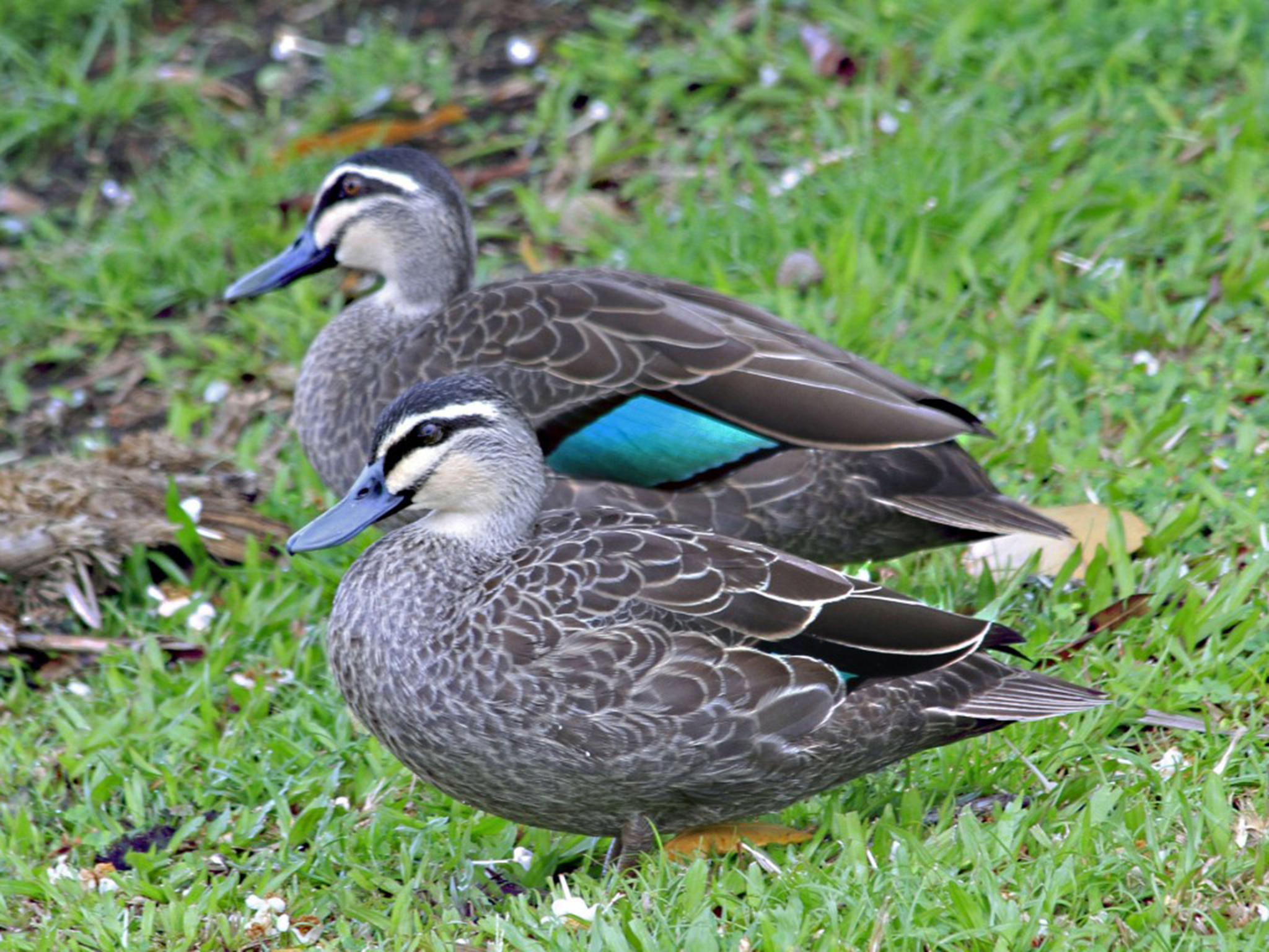 Pacifische wenkbrauweend