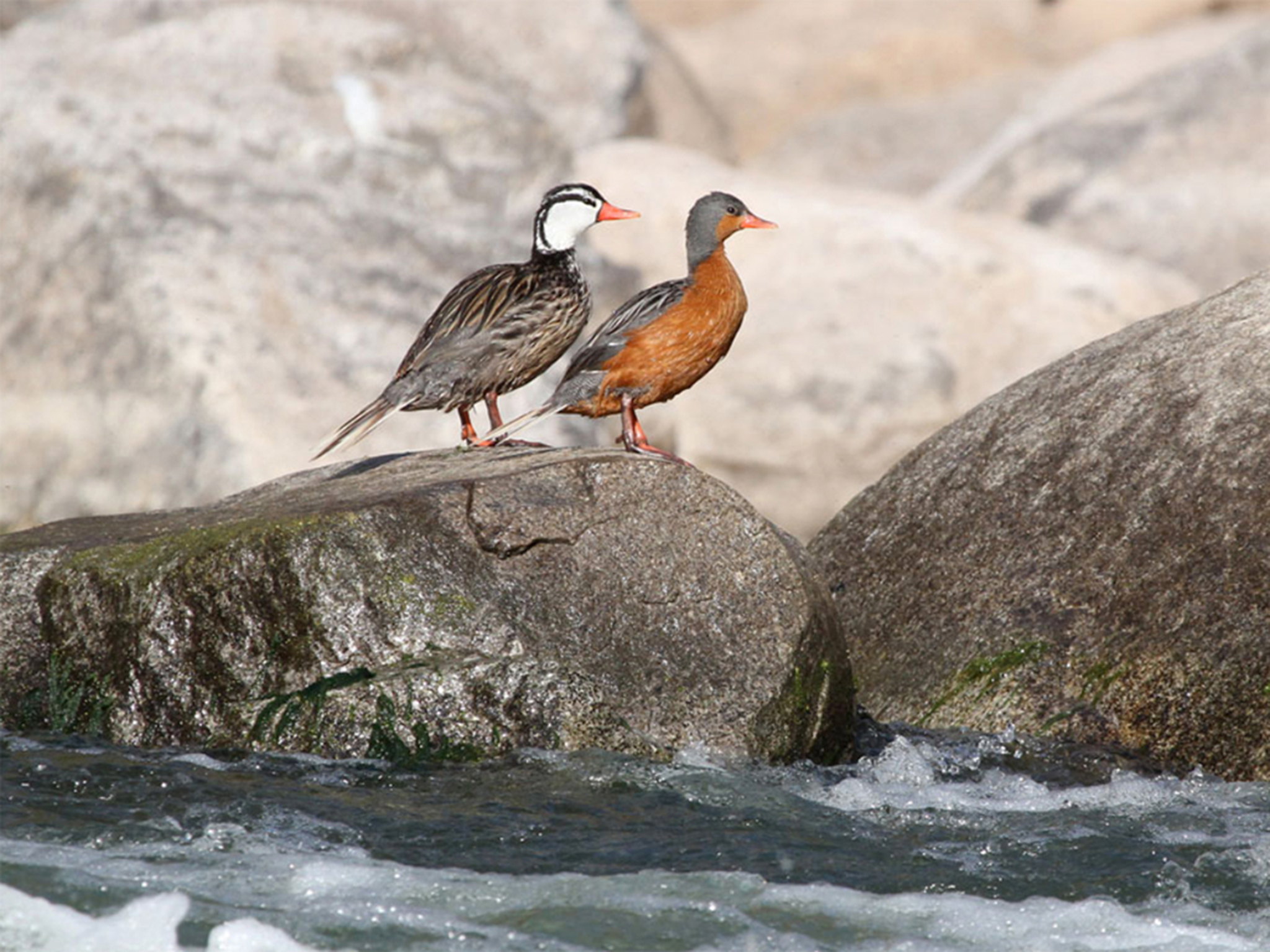 Peruviaanse sporen- of bergbeekeend