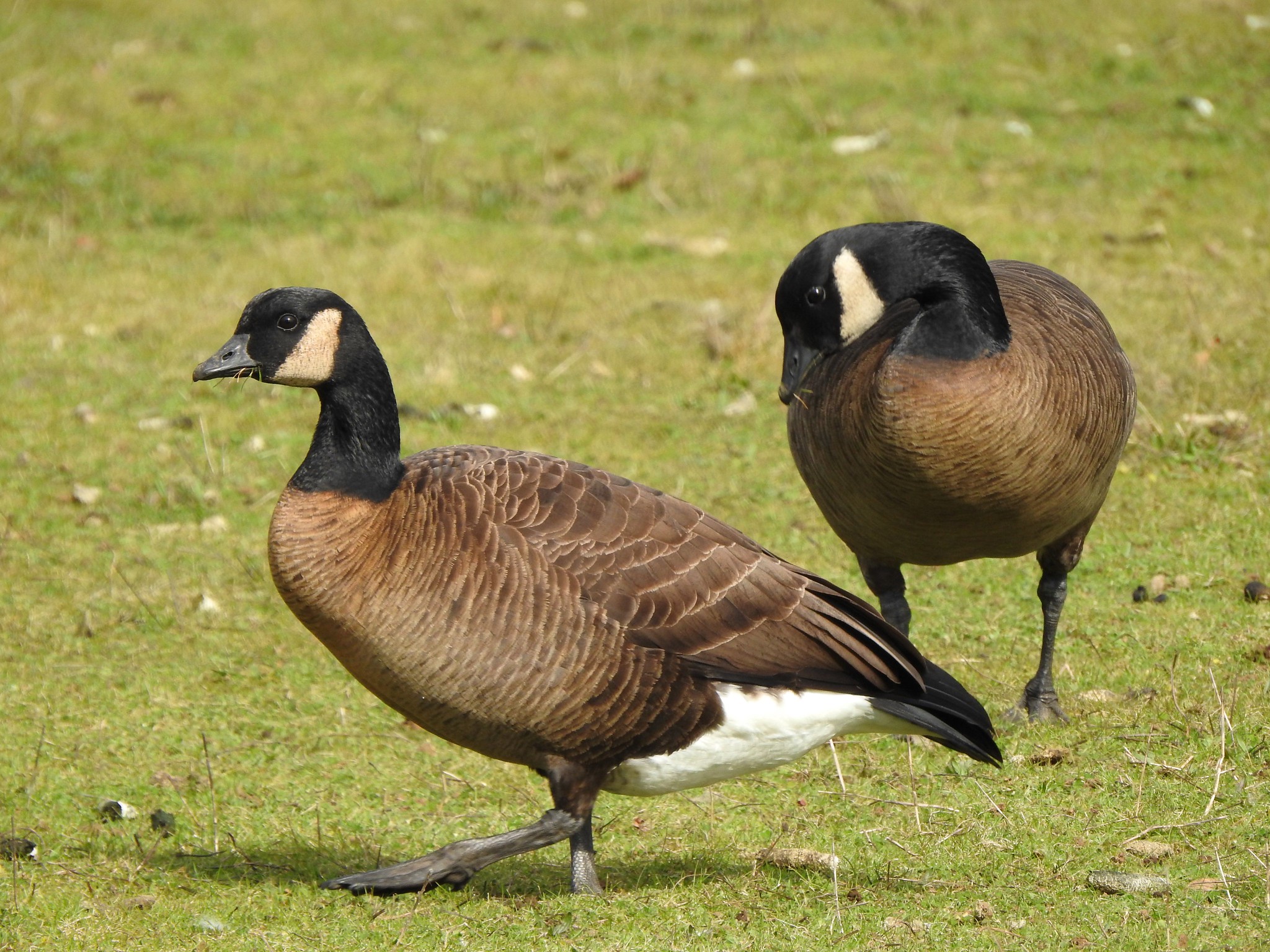 Dusky Canadagans