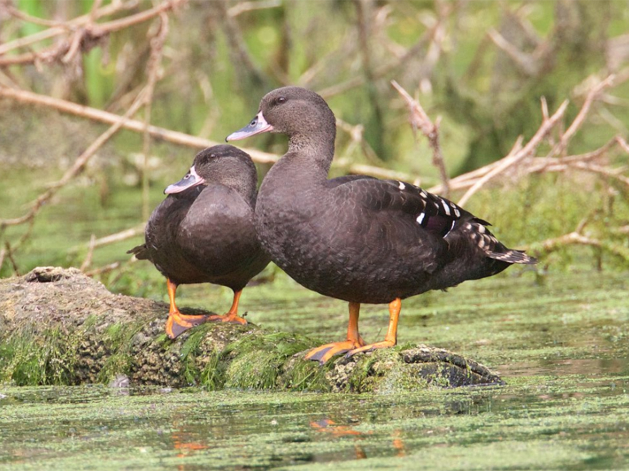 Gabon zwarte eend