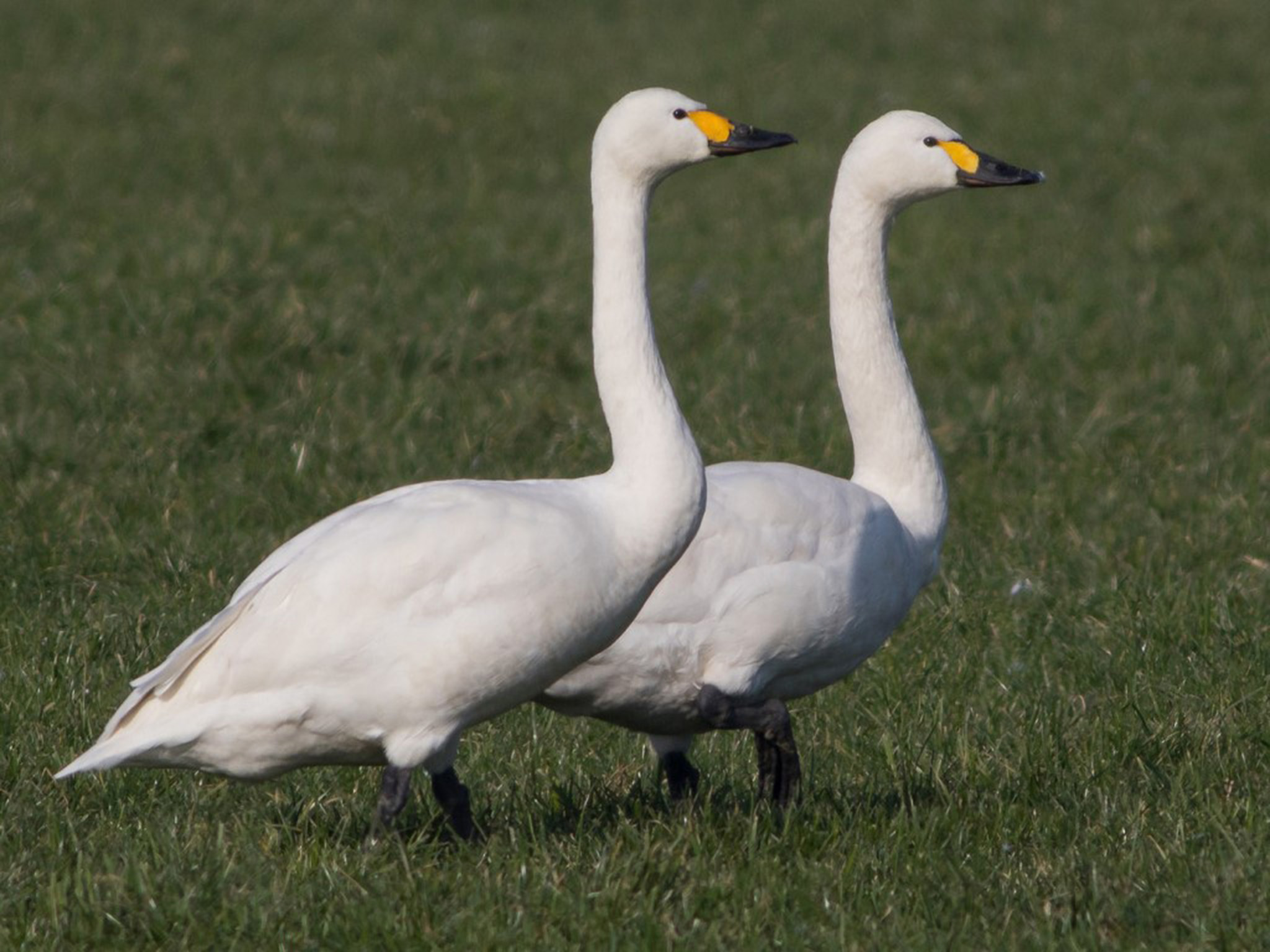 Kleine wilde zwaan (jankowskii)