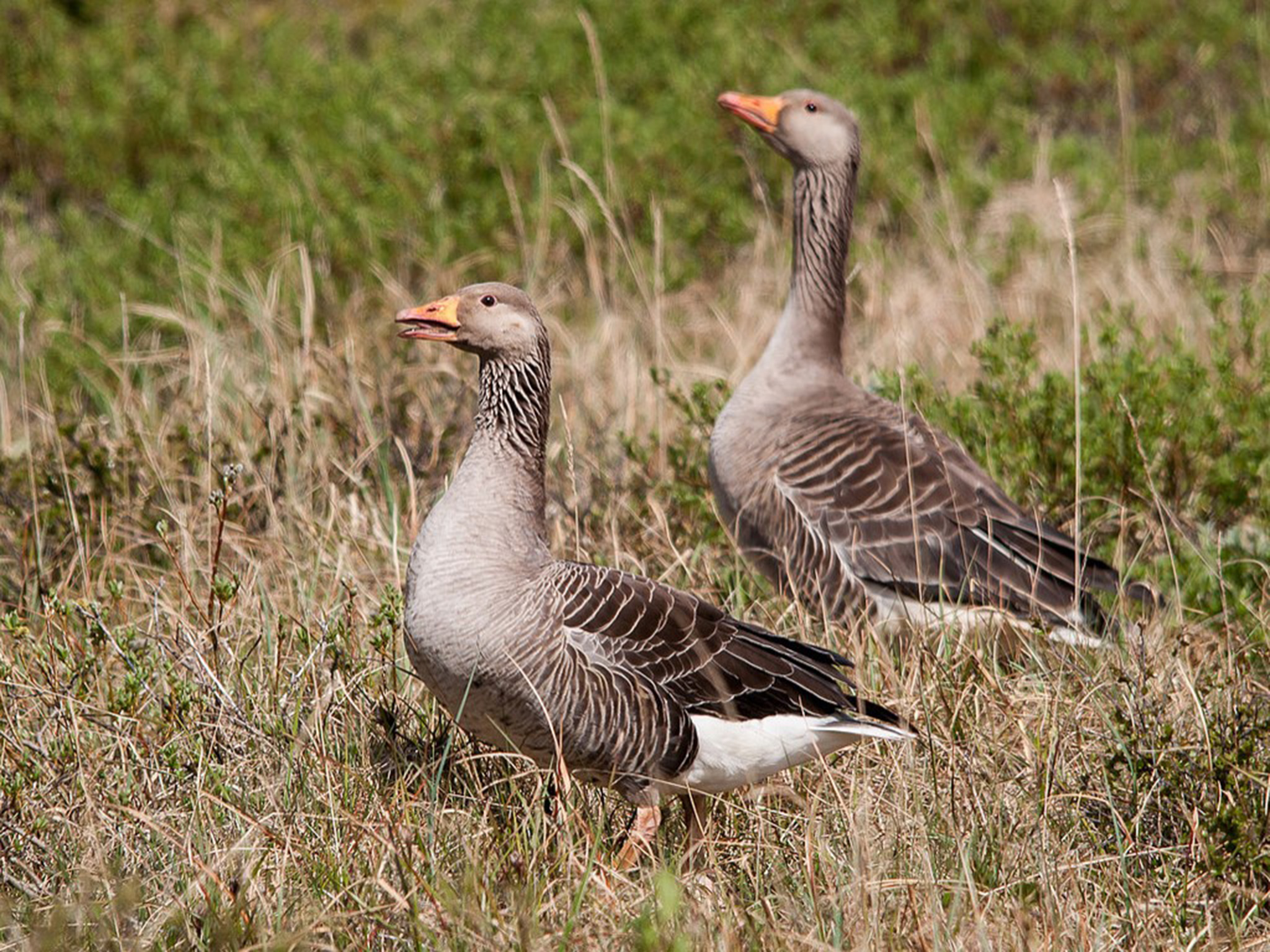 Westelijke grauwe gans